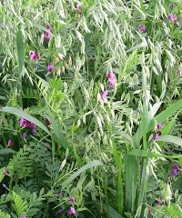 Impacto de los cultivos de cobertura en rindes de soja