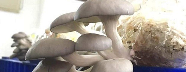 Hongos comestibles: producen volumen récord para su siembra