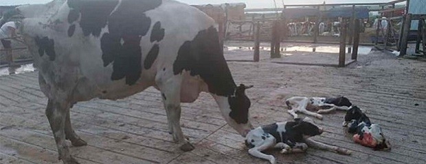  Nacieron terneritos trillizos en un tambo santafesino