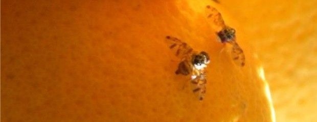 Citrícolas recibieron cebo que controla Mosca de los Frutos