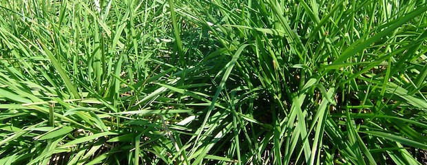La festuca alta en ambientes limitantes de Entre Ríos