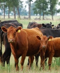 Cómo planificar el manejo del rodeo antes del invierno