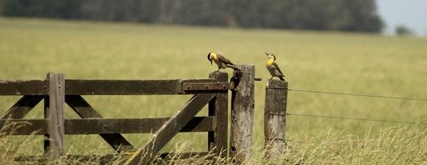 Se reactiva parcialmente la actividad inmobiliaria rural