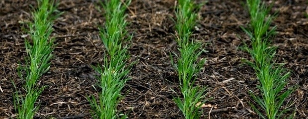 Siguen sin perspectivas de lluvias en zonas productivas 