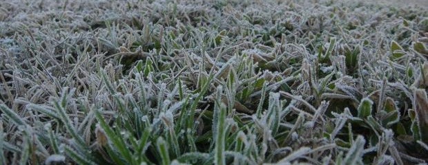 El centro y el sur del área agrícola continúan con heladas