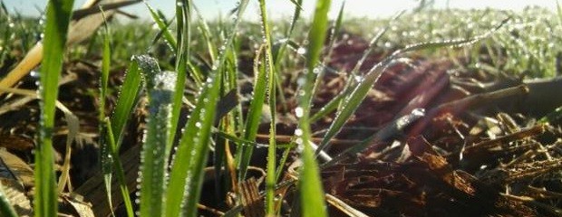 Qué dice el pronóstico para los próximos días