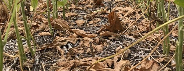 El impacto de la sequía en la producción ganadera