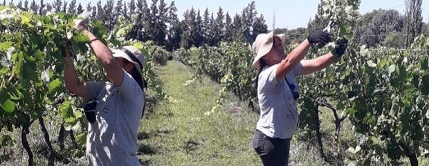 El INTA impulsa la vitivinicultura en Entre Ríos