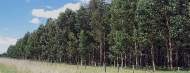 La forestación como alternativa para la diversificación