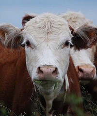 Manejo de pastos, clave para una ganadería sustentable