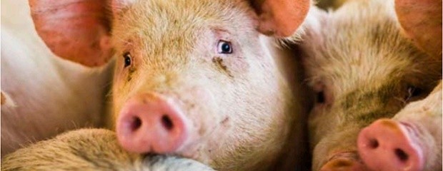 Espaldarazo político a la actividad porcina