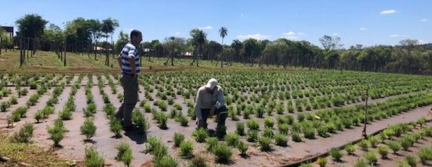 Productores de madera cuentan con una nueva variedad