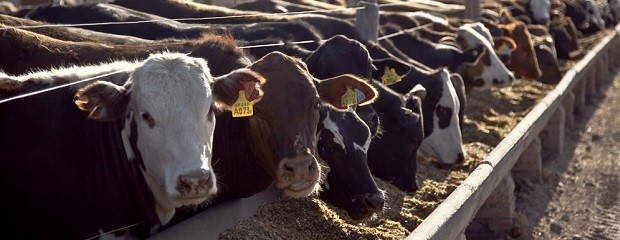 Contrastes en los n?meros del feedlot