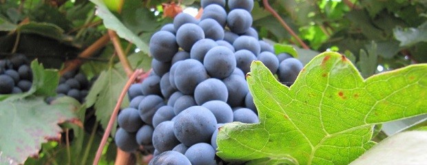 La cosecha de uvas 2022 seria 13% inferior