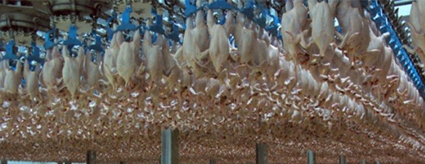  La producción avícola cayó 2,4%