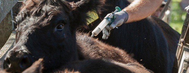  Inicia la campaña anual de vacunación contra fiebre aftosa