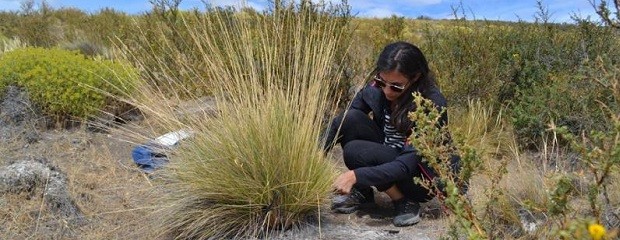 Evalúan plantas tóxicas que afectan al ganado 