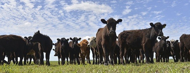 En marzo, solo las vacas invernada en pie bajaron de precio