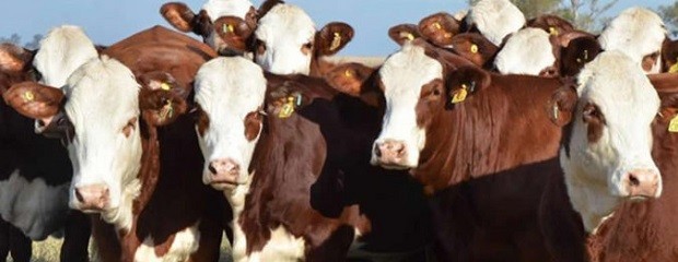 Novillo Mercosur: precios estables en las ganaderías mayores
