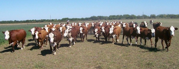 Cuántas cabezas de ganado hay en Argentina