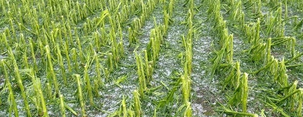 Radiografía de los seguros agrícolas en Argentina