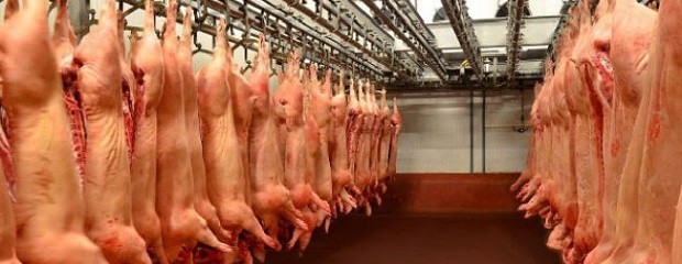 Exportaciones de carne porcina cayeron en el primer semestre