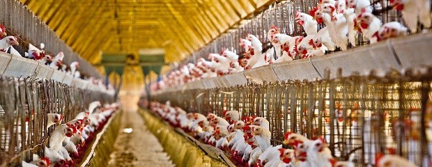 El 90% de los pollos producidos van para consumo interno