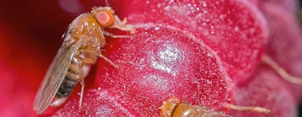 Una avispa podría salvar las frutas finas de todo el país