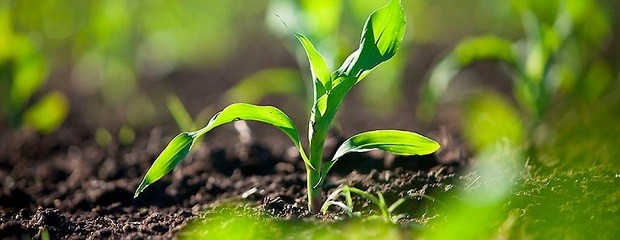 Con pronóstico de Niña, reducen densidad de semillas