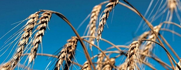 Impacto del clima en posible resultado económico del trigo