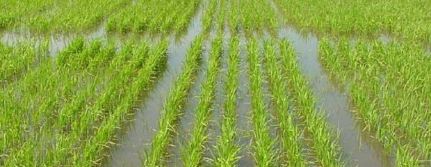 Retraso en las labores de siembra de arroz en Entre Ríos