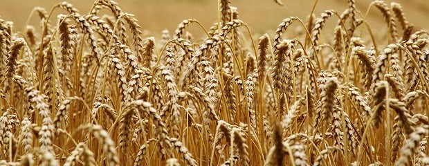 La zona núcleo tendrá 83% menos de trigo respecto a 2021/22