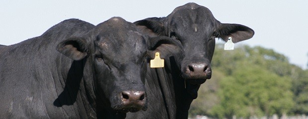 Octubre mostró una brusca caída de la hacienda en pie