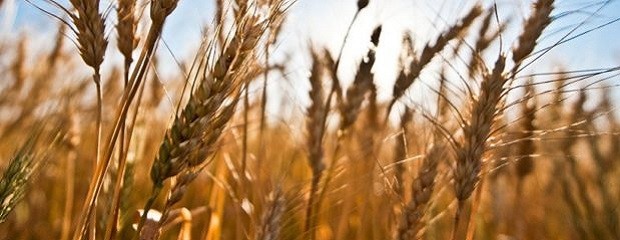 La cosecha de trigo en marcha en Entre Ríos