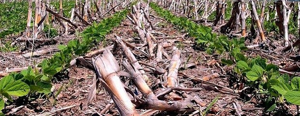 Caería el área sembrada con soja en Entre Ríos