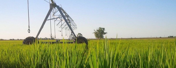 Tramo final para la siembra de arroz en la provincia