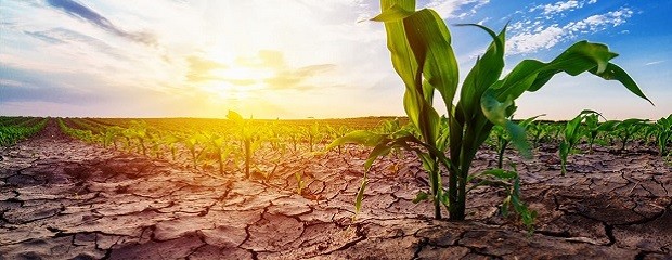 Alertan por el área afectada por sequía 