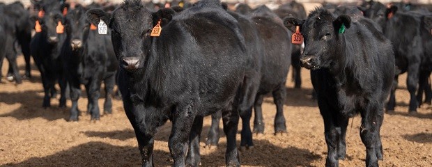 Novillo Mercosur: sólo Argentina siguió la baja de precios