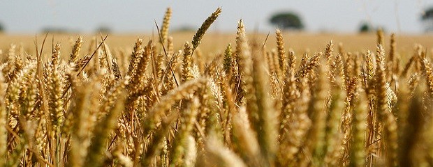 Para el Gobierno, la cosecha de trigo caerá 39%