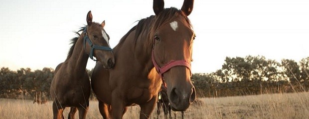 Auditan el sistema de control de la cadena equina 