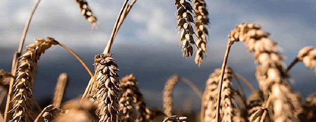 Trigo: la cosecha nacional cubre el 12,5 del área apta