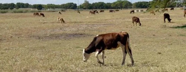 Cómo impacta la sequía en el sector ganadero