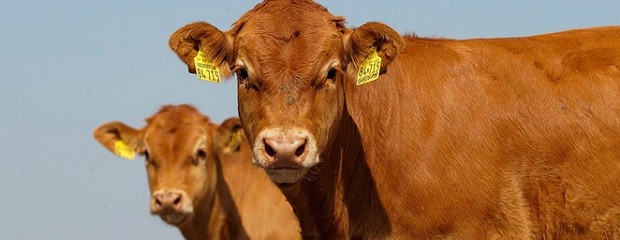 Novillo Mercosur: bajas en las ganaderías de menor escala