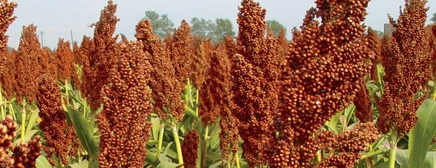 El escenario que afronta la siembra de sorgo es complejo