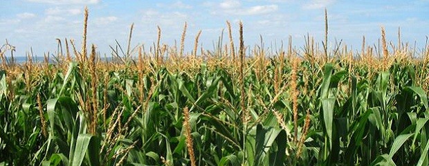  Ya se perdió el 40% del maíz temprano en la región núcleo