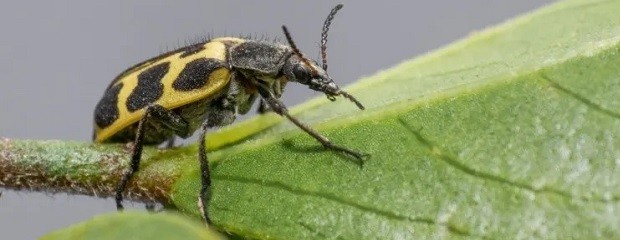 7 de oro: Un insecto que podría ser letal para los bovinos