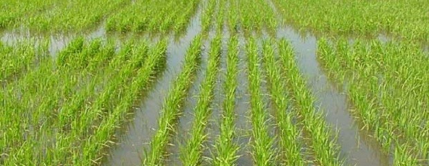 Continúa la dificultad de mantener riego adecuado en arroz