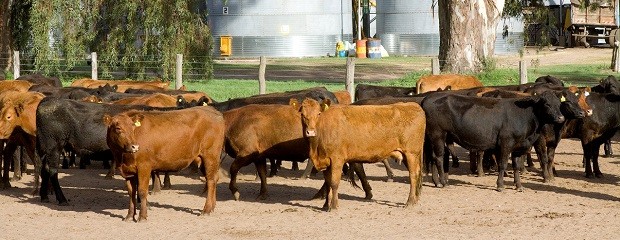 En enero la hacienda en pie comenzó a recuperar terreno