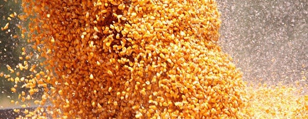 Se cosechó el 44% del maíz de primera en Entre Ríos
