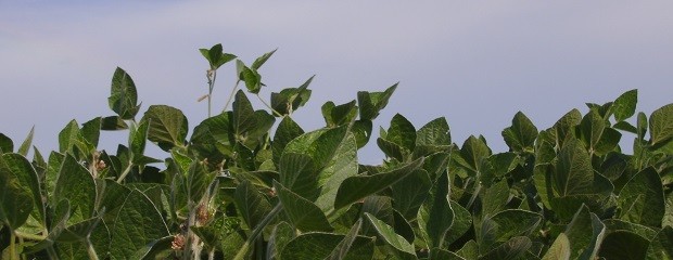 Panorama climático y condición del cultivo de soja